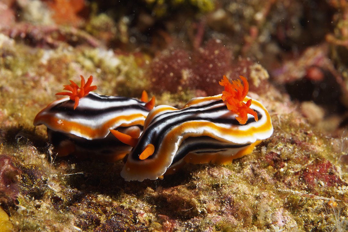 Oasis Beach & Dive Resort - Diving Holidays